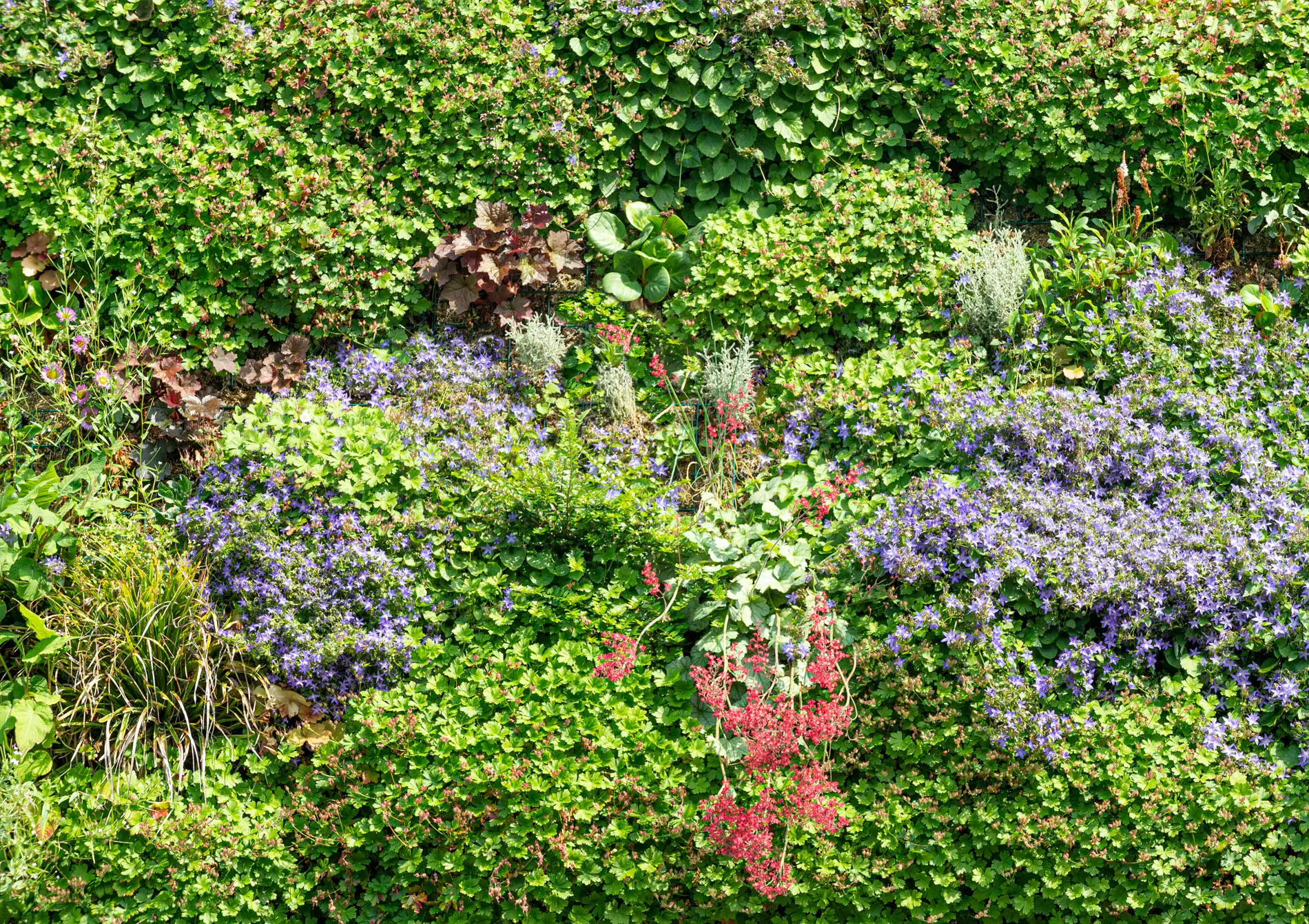 Mur végétal extérieur à Bruxelles